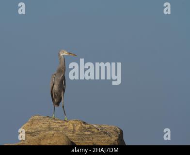 Un héron gris unique debout sur le rocher au bord de la mer Banque D'Images