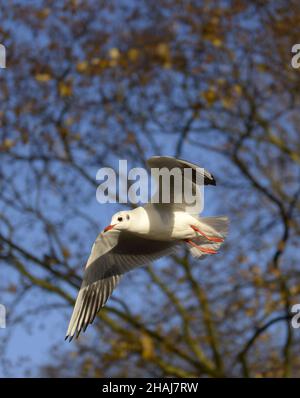 Goéland à tête noire (Larus ridibundud) volant le parc St James, Londres, Royaume-Uni.Décembre Banque D'Images