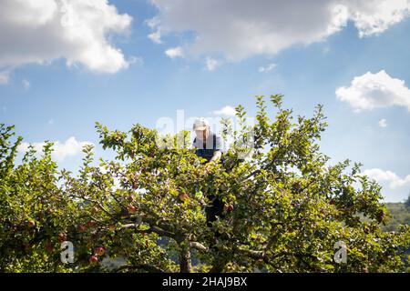 Agriculteur cueillant des pommes à partir d'arbres fruitiers.Homme senior qui récolte des produits maison dans le verger Banque D'Images