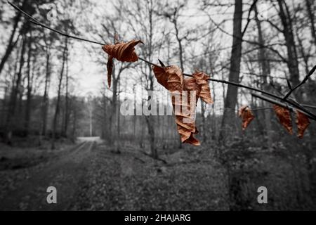 Les feuilles brunes sèches restent sur une petite branche en hiver. Banque D'Images