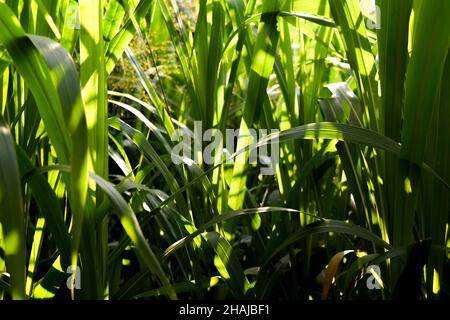 Herbe Napier pendant la lumière du matin sur les feuilles.Il est également connu sous le nom d'herbe d'éléphant ou d'herbe d'Ouganda.Il est utilisé comme aliment du bétail. Banque D'Images