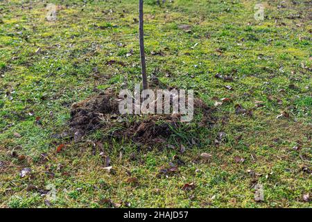 Les pommiers sont plantés sur un terrain. Banque D'Images