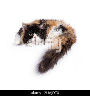 Mignon et excellent Tortie Selkirk Rex chat, en posant les côtés de la tête vers le bas sur le bord.Queue pendante.En regardant vers l'appareil photo avec des yeux ronds.Isolé sur Banque D'Images