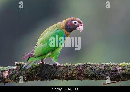 Perroquet à capuchon brun, Pyrilia haematotis, oiseau unique perché sur une branche couverte de mousse, Costa Rica Banque D'Images