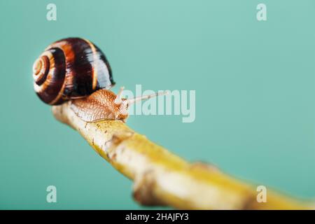 Un gros escargot de raisin comestible rampent le long d'une branche d'arbre sur un fond vert.Hélice Pomatia, hélice aspersa Banque D'Images