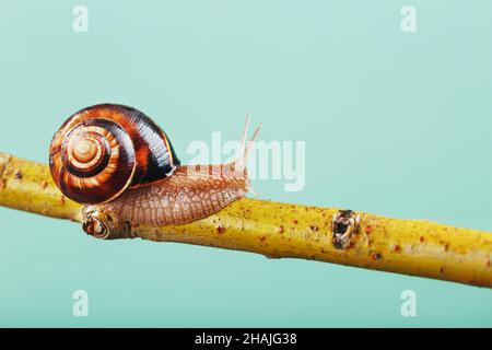 Un gros escargot de raisin comestible rampent le long d'une branche d'arbre sur un fond vert.Hélice Pomatia, hélice aspersa Banque D'Images