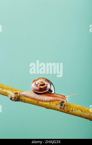 Un escargot de patient avec des cornes et une grande coquille rampent le long d'une branche sur un fond vert.Espace libre, le concept de surmonter patiemment les difficultés Banque D'Images