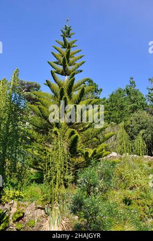 Araucaria heterophylla, conifères de la famille des Araucariaceae.Le pin de l'île Norfolk (ou pin Norfolk) est endémique de l'île Norfolk, un territoire externe de l'Australie Banque D'Images