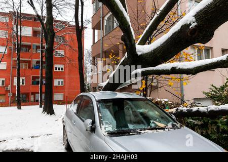 Tall Tree est tombé sur la voiture et l'a écrasé en raison de la tempête de neige Banque D'Images