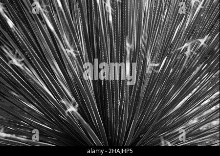 Gros plan du sotol vert piquant ou du Grand Spoon du désert (Dasylirion trichacroum) vu d'en haut. Banque D'Images