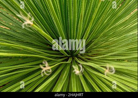 Gros plan du sotol vert piquant ou du Grand Spoon du désert (Dasylirion trichacroum) vu d'en haut. Banque D'Images