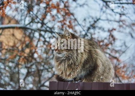 Un gros chat tacheté se trouve sur une clôture près d'une maison de village par une journée d'hiver nuageux. Banque D'Images