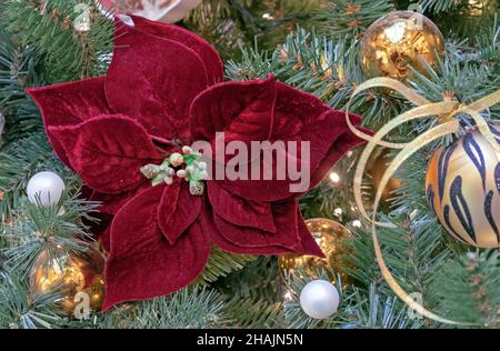Fleur de poinsettia en velours rouge sur l'arbre de Noël. Banque D'Images