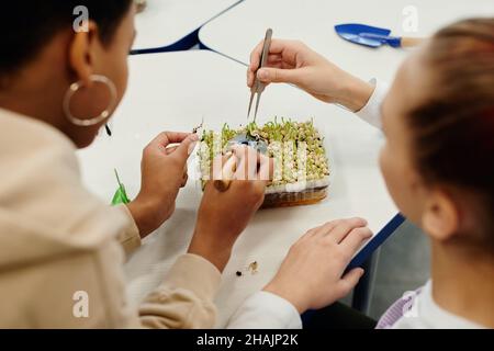 Vue de dessus gros plan de deux enfants expérimentant avec des plantes en classe de biologie Banque D'Images