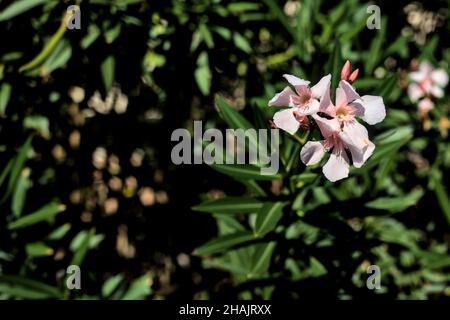 Des fleurs d'oléander roses sur une branche vue de près Banque D'Images