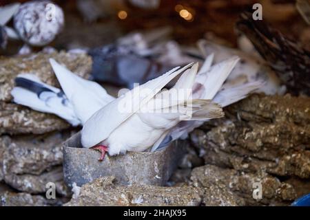 Reproduction de pigeons de race.Maison chaleureuse pour les oiseaux.Passe-temps pour l'âme.Naturecore rural pastoral concept de la vie diète viande Banque D'Images