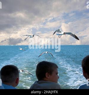 Les mouettes suivent les garçons en bateau à Charleston SC, Etats-Unis Banque D'Images