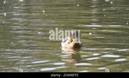 Canards sur l'eau dans l'étang du parc de la ville.Les canards nagent dans un étang dans un parc de la ville. Les canards nagent dans un parc de la ville. Banque D'Images