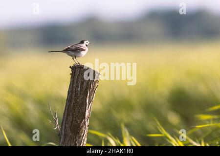 La queue de cheval blanche (Motacilla alba) est assise sur un poteau en bois Banque D'Images