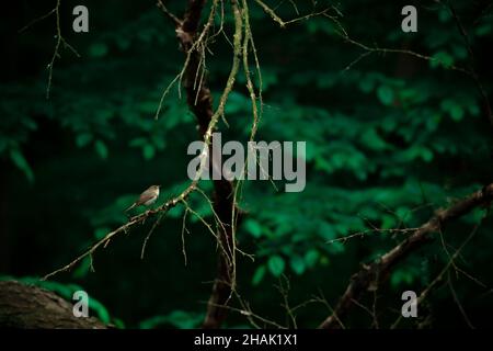 La chiffballe commune (Phylloscopus collybita) grimpant sur la branche Banque D'Images