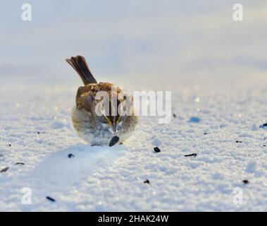 Vue frontale d'un Bruant à gorge blanche (Zonotrichia albicollis) ramassant une graine dans la neige.Gros plan.Copier l'espace. Banque D'Images