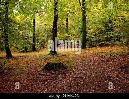 Couleurs d'automne dans Une forêt à Hesse Allemagne lors D'Une belle journée d'automne Banque D'Images