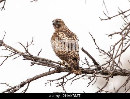 Un jeune Faucon à queue rouge au sommet d'un arbre en hiver montrant son motif de plumes arrière. Banque D'Images