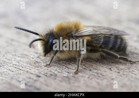 Gros plan sur un mâle poilu de l'abeille cellophane précoce, Colletes cu Banque D'Images