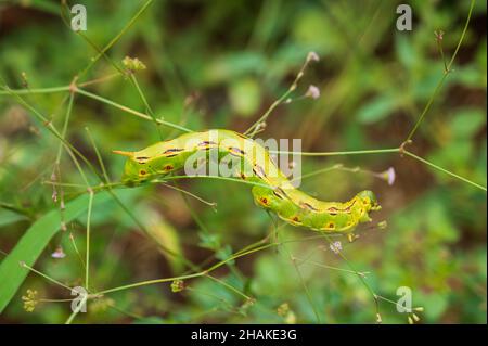 Photo macro de chenille de sphinx bordée de blanc sur la végétation. Banque D'Images