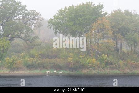 Famille de cygnes trompettes (Cygnus buccinator) dans le brouillard, sur le lac, automne, E USA, par Dominique Braud/Dembinsky photo Assoc Banque D'Images