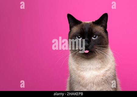point d'étanchéité chat siamois naughty collant dehors petit portrait de langue sur fond magenta ou rose avec l'espace de copie Banque D'Images