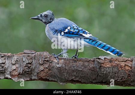 East Blue Jay (Cyanocitta cristata), mue, E USA, par Skip Moody/Dembinsky photo Assoc Banque D'Images