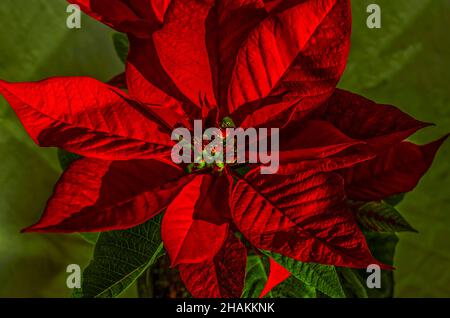 Grandes feuilles rouges de la fleur de l'étoile de Noël avec boutons encadrés par des feuilles vertes dans un pot de fleur sur un fond de tissu vert Banque D'Images