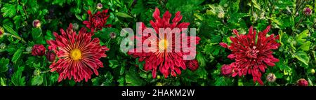 Aiguille coréenne de chrysanthème avec pétales en forme de cuillère (Chrysanthemum koreanum).Cultivar aux fleurs rouges argentées.Trois fleurs au milieu du feuillage de près. Banque D'Images