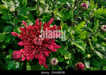 Aiguille coréenne de chrysanthème avec pétales en forme de cuillère (Chrysanthemum koreanum). Cultivar aux fleurs rouges argentées. Une fleur au milieu du feuillage de près. Au Banque D'Images