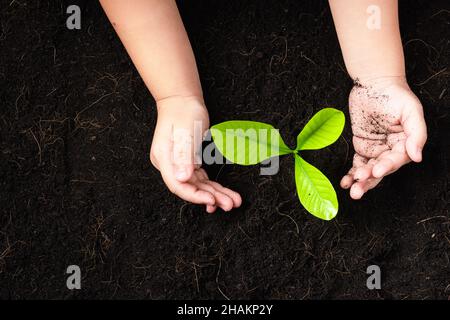 Vue de dessus d'un petit plantule vert jeune arbre en sol noir sur les mains de l'enfant qu'il plante, concept de pollution mondiale, Save Earth Day et Hand env Banque D'Images