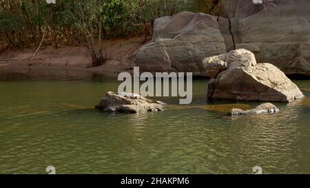 un crocodile d'eau douce se bronzant sur un rocher dans la gorge de katherine Banque D'Images