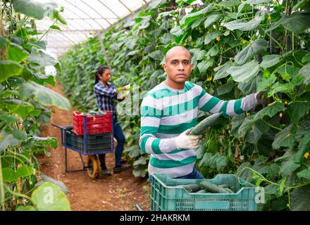 Récolte de concombres en Amérique latine dans la serre de la ferme Banque D'Images