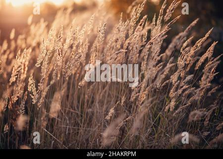 Pampas Grass en extérieur.Arrière-plan abstrait avec roseau à la mode.Mise au point douce, arrière-plan flou Banque D'Images