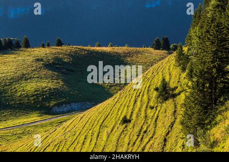 ISERE (38), PARC NATUREL RÉGIONAL DU VERCORS, COMMUNES D'AUTRANS, LAN-EN-VERCORS, ENGINS ET SASSENAGE, ZONE NATURELLE SENSIBLE DE L'ISERE, PLATEAU Banque D'Images