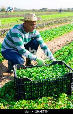 Ouvrier hispanique cueillant de la salade de maïs vert sur le terrain agricole Banque D'Images