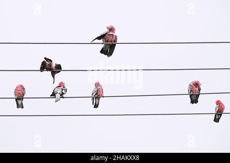 Des oiseaux indigènes australiens connus sous le nom de Galahs se prêtant par des pluies légères à Adélaïde en Australie Banque D'Images