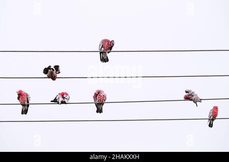 Des oiseaux indigènes australiens connus sous le nom de Galahs se prêtant par des pluies légères à Adélaïde en Australie Banque D'Images