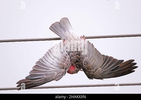 Un Galah, un oiseau australien indigène, suspendu à l'envers pendant une pluie légère à Adélaïde Australie Banque D'Images