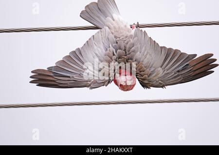 Un Galah, un oiseau australien indigène, suspendu à l'envers pendant une pluie légère à Adélaïde Australie Banque D'Images