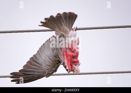 Un Galah, un oiseau australien indigène, suspendu à l'envers pendant une pluie légère à Adélaïde Australie Banque D'Images