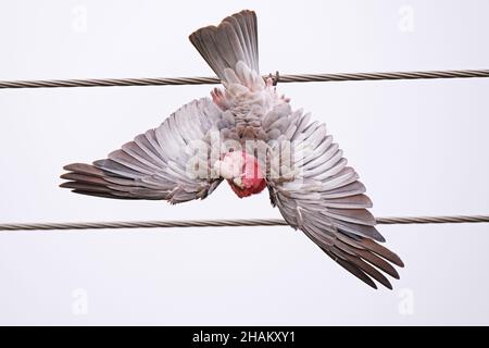 Un Galah, un oiseau australien indigène, suspendu à l'envers pendant une pluie légère à Adélaïde Australie Banque D'Images