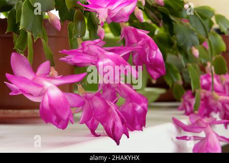 Fleur pourpre d'un beau Schlumbergera qui est appelé le cactus de Noël pendant l'hiver Banque D'Images