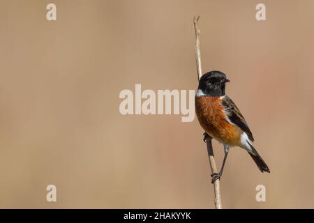 Homme de la stonechat africaine (Saxicola torquatus) assis sur une branche d'arbre en Afrique du Sud avec un espace de copie et un arrière-plan flou Banque D'Images