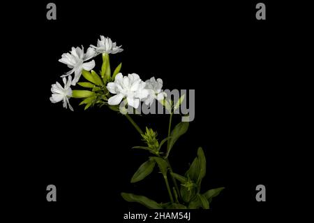Saponaria officinalis, fleurs blanches de soapweed sur fond noir Banque D'Images